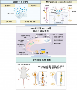 세포 없이 신경 재생, 삶을 바꾸다