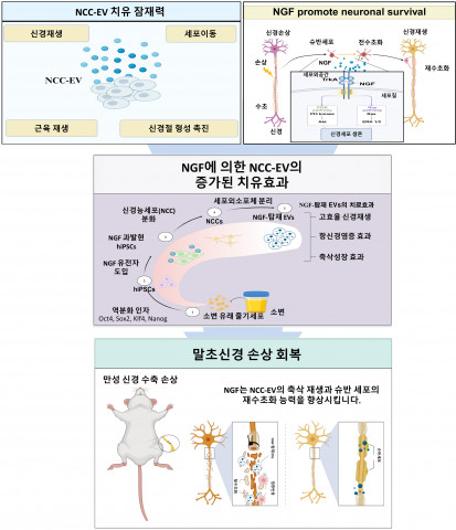 Read more about the article 세포 없이 신경 재생, 삶을 바꾸다