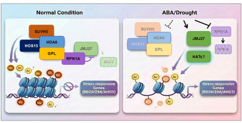 You are currently viewing 식물의 적응력에서 배우는 스트레스 관리